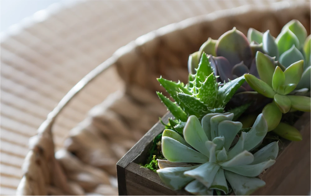 succulents as decorations in physical therapy office