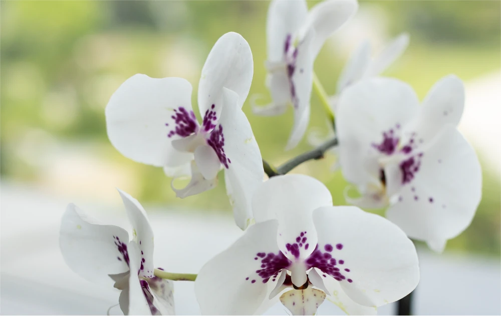 Orchid flower in Physiotherapy office